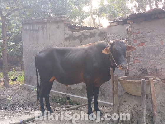 গরু বিক্রি করা হবে